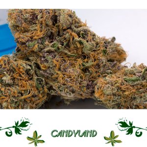Candyland сорт