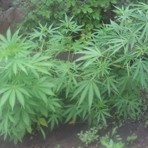 IMG 20150627 130818