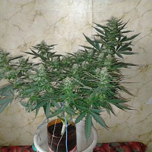 Изображение 028