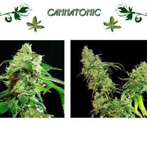 cannatonic
