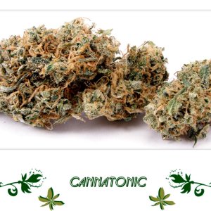 cannatonic сорт
