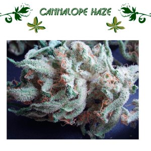 Cannalope Haze