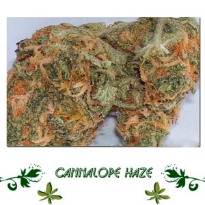 Cannalope Haze сорт