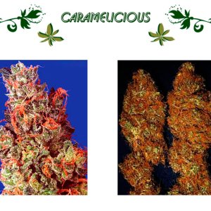 Caramelicious