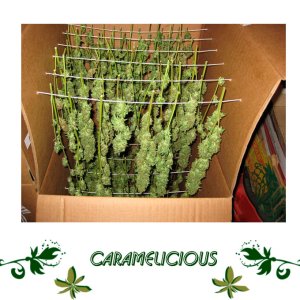 Caramelicious сорт