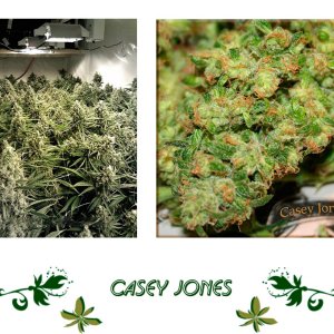 Casey Jones сорт
