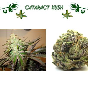 Cataract Kush