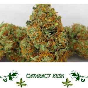 Cataract Kush сорт