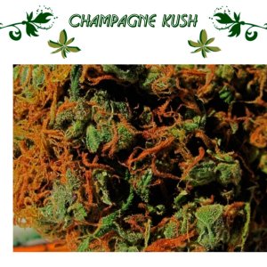 Champagne Kush