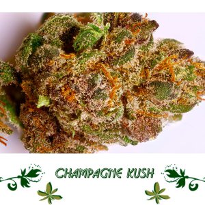 Champagne Kush сорт