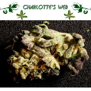 Charlotte’s Web