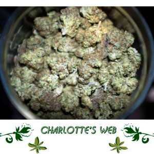 Charlotte’s Web сорт