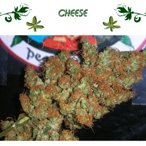 Cheese
