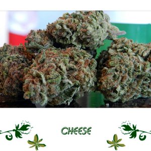 Cheese сорт
