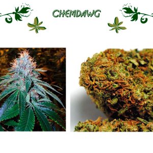 Chemdawg