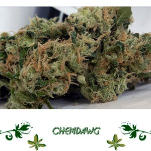 Chemdawg сорт