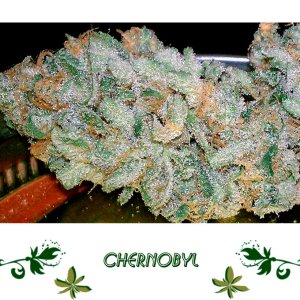 Chernobyl сорт