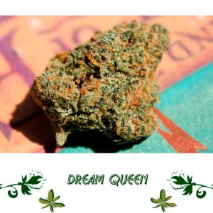 Dream Queen сорт