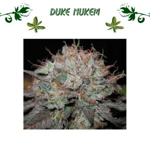 Duke Nukem