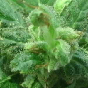 GEDC0523 01  копия
