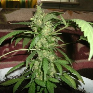 GEDC0526