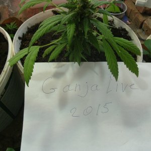 GEDC0534