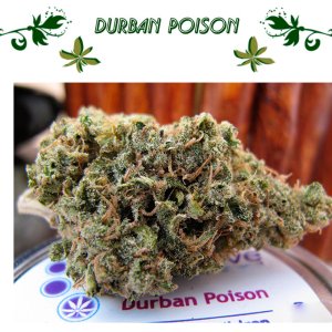 Durban Poison