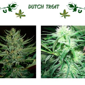 Dutch Treat