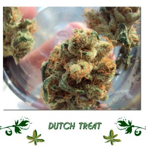 Dutch Treat сорт