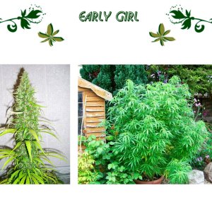 Early Girl