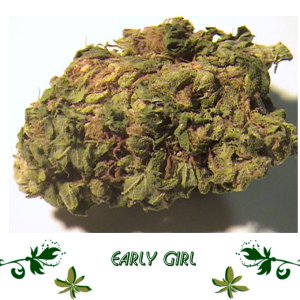 Early Girl сорт