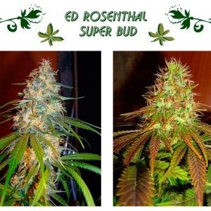 Ed Rosenthal Super Bud
