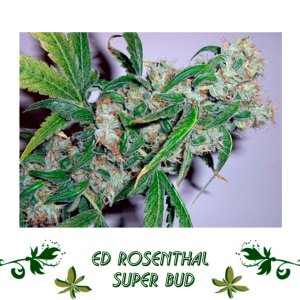 Ed Rosenthal Super Bud сорт