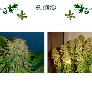 El Nino