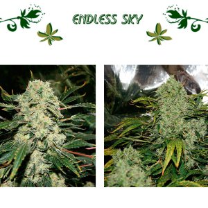 Endless Sky