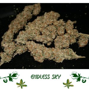 Endless Sky сорт