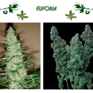 Euforia