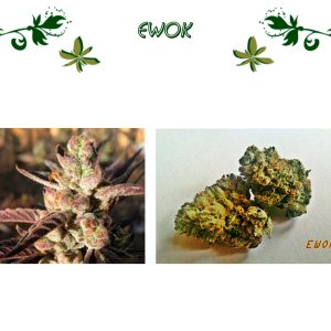 Ewok