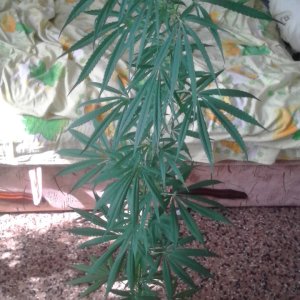 IMG 20150723 162211