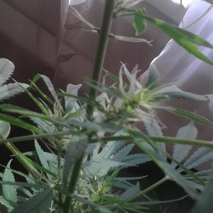 IMG 20150723 162142
