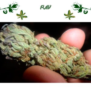 FLAV