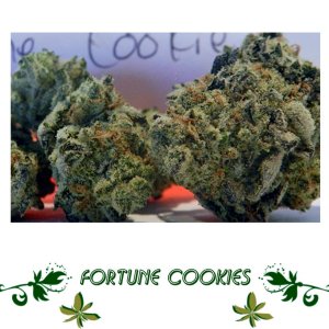 Fortune Cookies сорт