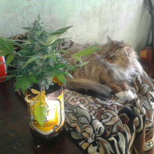 Мини куст конопли