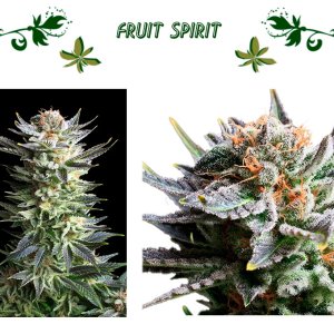 fruit spirit