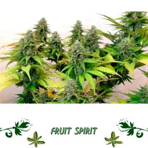 fruit spirit сорт