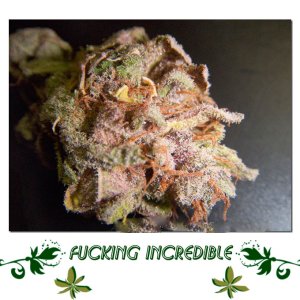 fucking incredible сорт