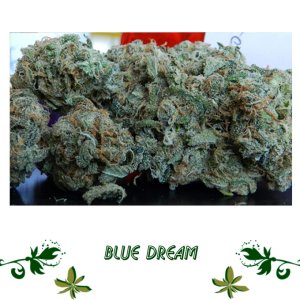 Blue Dream сорт