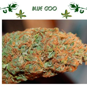 blue Goo