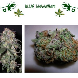 Blue Hawaiian