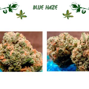 Blue Haze